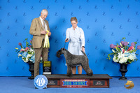 Kerry Blue Terrier #7 SAT G3 Judge Jon Cole