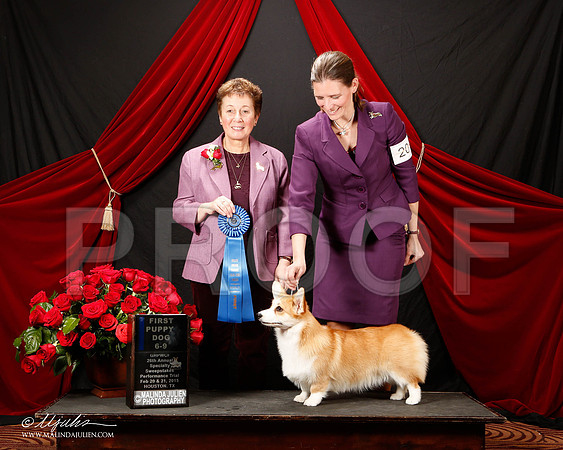_ST_3455-2-HstnCorgiFeb2015-HR3