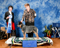 Australian Cattle Dog #53 Fri BOW +A2
