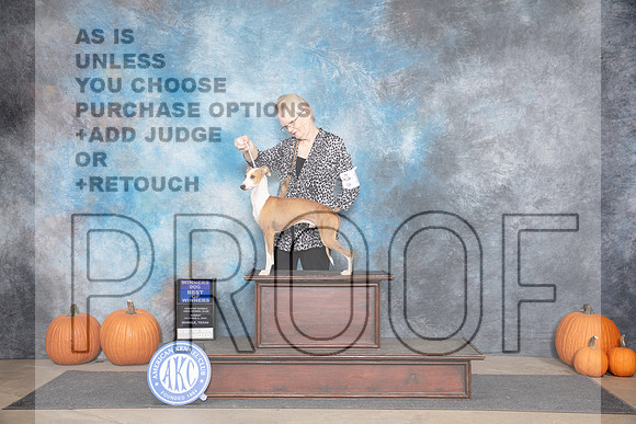 Italian Greyhound #17 Sun WDBOW Judge Tim Catterson__JP_9186_Humble_2024_HR3