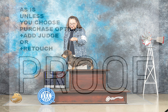 Dachshund Wirehaired #5 Fri BOBOHBOB Judge Sharon Derrick_MJ_3979_Amarillo_2022_HR3
