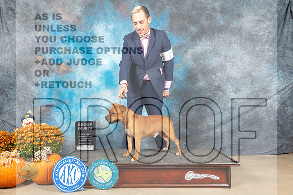 Staffordshire Bull Terrier #7 Sat G4 Judge Daniel Dowling_MJ_5988_Belton_2022_HR3