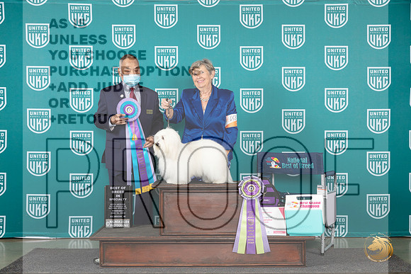 Coton de Tulear #653 Wed BISS Judge Stan Matsumoto__JP_0223_Premier_2024_HR3