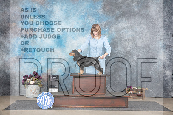 English Cocker Spaniel # PBIS Judge See Note__JP_7103_Belton_2024_HR3