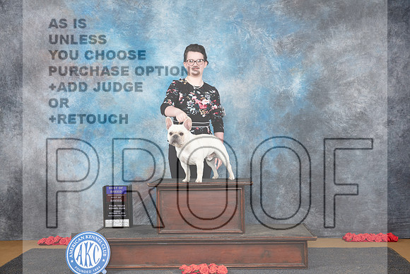 French Bulldog #5 Sun BOBOHBOB Judge Ann Catterson__JP_0627_Sulphur Springs_2024_HR3