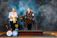 Doberman Pinscher #10 Fri G3 Judge Karen Hynek