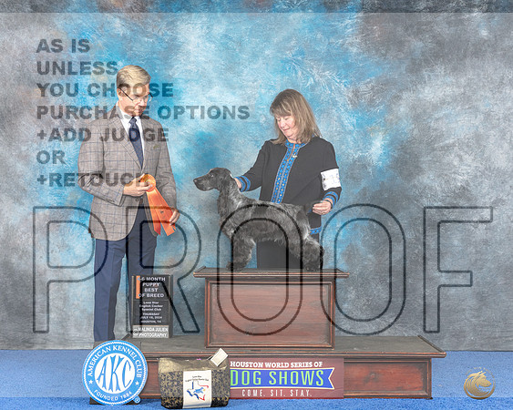English Cocker Spaniel #19 WED B4to6P Judge Douglas Johnson__JP_7142e_Houston_2024-HR3.jpg