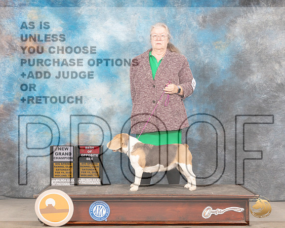 Beagle 15 #6 Sat BOS Judge Linda ClarkMMJ_4138_Mdlnd2022_HR3