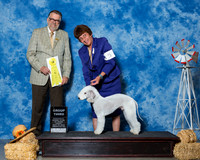 Bedlington Terriers #5 Fri G3 Stille Diane Michael Soper Judge Mr James G Reynolds