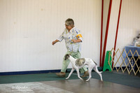 Whippet Sun S1 Ring