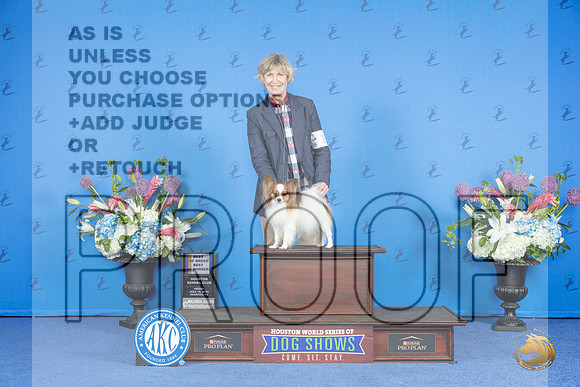 Papillon #11 Fri BOBWDBOW Judge Angela Pickett__JP_0061_Houston_2024_HR3