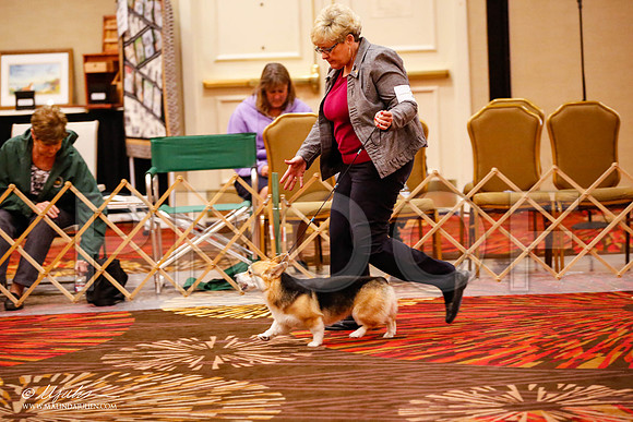 _JJ_0019-HstnCorgiFeb2015-HR3