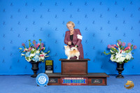 Chihuahua Long Coat #? THUR G3 Judge Angela Pickett
