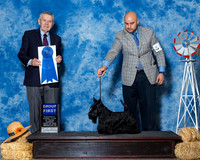 Scottish Terriers #6 Sun G1 Edell Kelli Agent Jesus Moreno Judge Mr Terry Stacy
