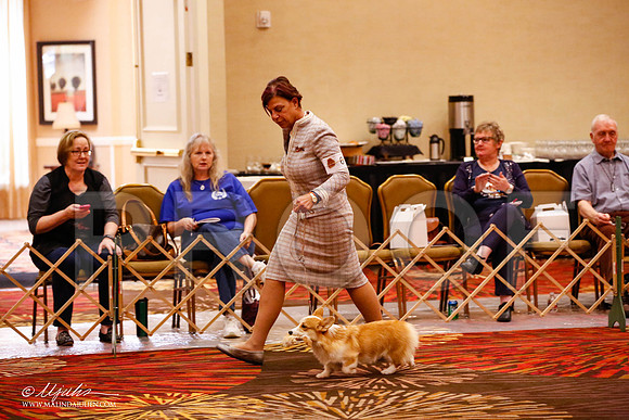 _JJ_9800-HstnCorgiFeb2015-HR3