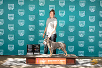 American Bully #322 TD GCH Judge Allann Krenek