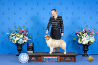 Miniature American Shepherd #22 FRI WB NC Judge Angela Cooper