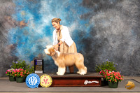 Bearded Collie #9 Thur kWD Judge Allen Odom