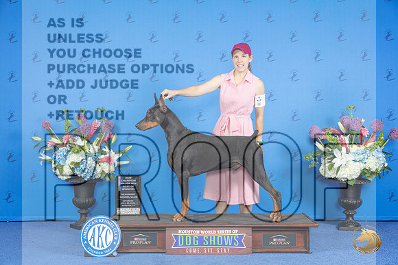 Doberman #21 SAT WD BOW M Judge Jon Cole__JP_9673_Houston_2024_HR3