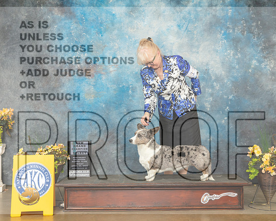 Cardigan Welsh Corgi #10 Fri SB Judge John Wade-MMJ_9731-NWARK2022-HR3