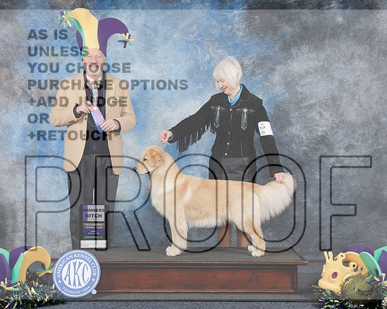 Golden Retriever #26 Fri WB Judge Eric LiebesGolden Retriever #26 Fri WB Judge Eric Liebes_WP_1717e-Alexandria 2025-HR3