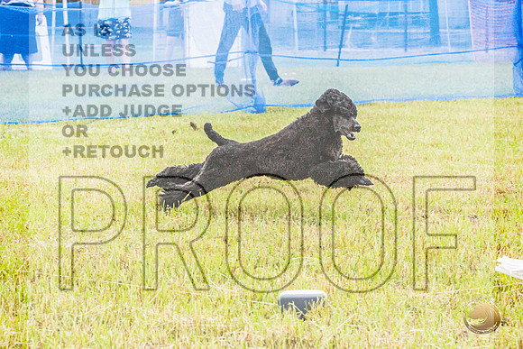 Poodle Std Misty Sat 1_JJL_1028_BatesvilleMS_2024_HR3