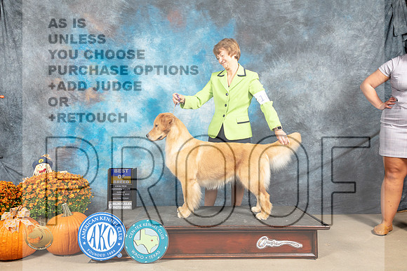Golden Retriever #10 Sun BOB Judge Steve Keating_MJ_6457_Belton_2022_HR3