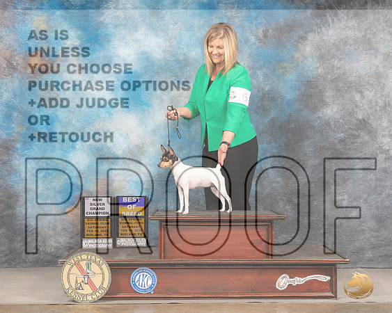 Toy Fox Terrier #6 Fri BOB Judge Gary AndersenMMJ_2851_Mdlnd2022_HR3