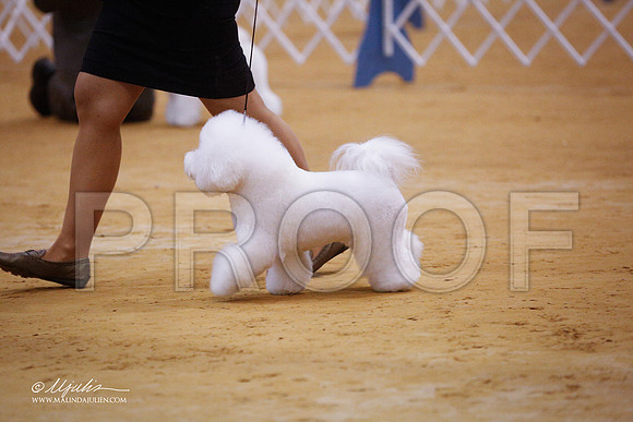 Bichon-4244-GRJan14-HR
