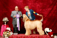 Afghan hound Sun S1 BIMBS Lynda Hicks Judge Stan Mastumoto