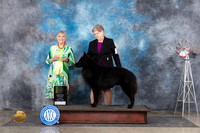 Belgian Shepdog #5 Sun OHRBIS Judge Jill Warren