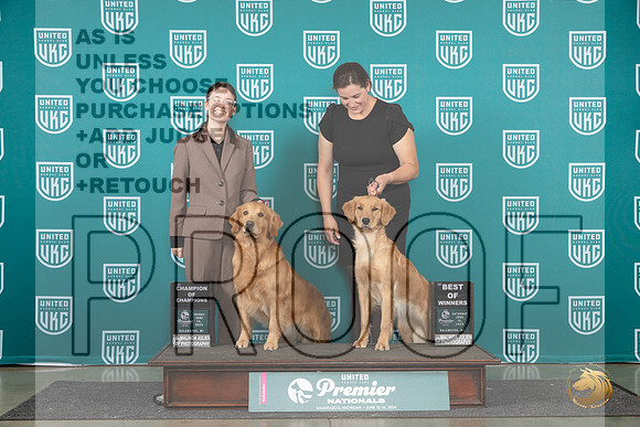 Golden Retriever #970 #969__JP_2100_Premier_2024_HR3