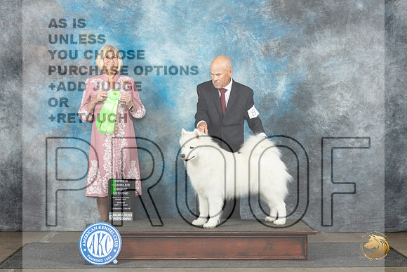 Samoyed #8 Sun OHG2 Judge Debra Thornton__JP_4072_Lubbock_2024_HR3