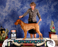 Vizlas #5 Sun WD BOS Eggleston Manny and Lynne Eggleston and Susan Rushing Judge P Trotter