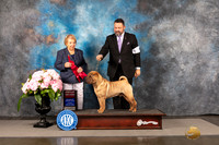 Chinese Shar Pei #5 Sun G2 Judge Polly Smith