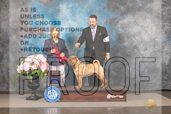 Chinese Shar Pei #5 Sun G2 Judge Polly Smith_MJ_8441_Houston_2022_HR3