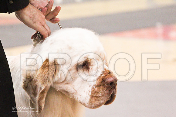 Spaniels(clumber)-4555LR