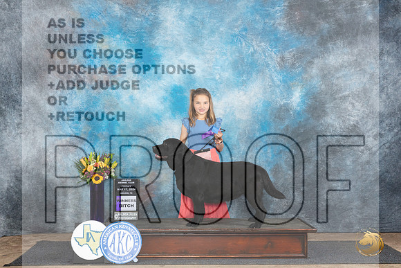 Labrador Retriever #14 Fri WB Judge Vicki Abbott__JP_9180_Abilene_2024_HR3