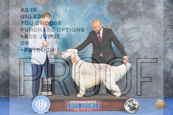 English Setter #5 WED BOB Judge Wood Wornall__JP_7268_Houston_2024_HR3