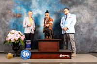 French Bulldog #25 SAT SD Judge Patricia Sosa