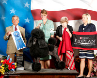 Poodle Standard #38 Fri G1