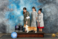 Pembroke Welsh Corgi #7 Sun WD Judge Sharon Newcomb