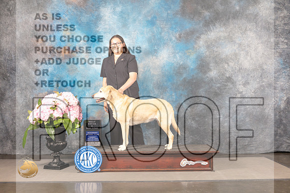 Labrador Retriever #122 SUN Rally Judge?_MJ_7938_Houston_2022_HR3