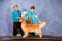 Golden Retriever #18 Best Vet in Sweeps OL