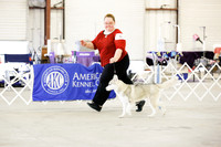 Siberian Husky B Match Ring Sat Canton Oct 2013