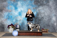 Miniature American Shepherd #8 Sat 1st Judge Del Richards