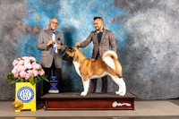 Akita #17 THUR BW Judge Luis Sosa