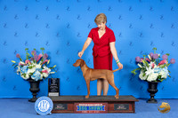 Vizsla #12 SUN BOW M Judge Nancy Liebes