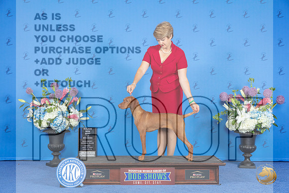 Vizsla #12 SUN BOW M Judge Nancy Liebes__JP_0002_Houston_2024_HR3