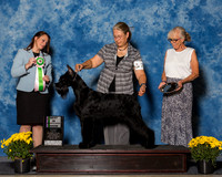 Giant Schnauzers #76 Sat BiS Ahlgren Tarja Judge Mrs Stephanie Hamblin Barnhill